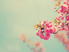 繁花、落尽