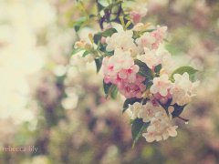 一组关于花的LOMO图片