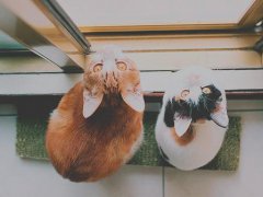 是谁，在敲打我窗