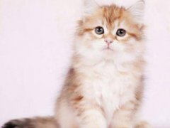 微信动物头像小猫咪可爱超萌